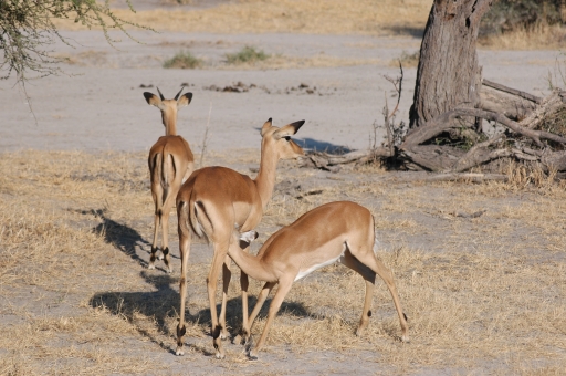 M impala feeding 